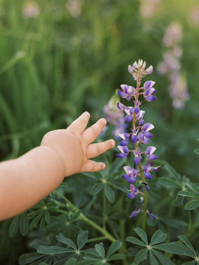 Child reaching toward purple wildflowers during a Santa Clarita family session